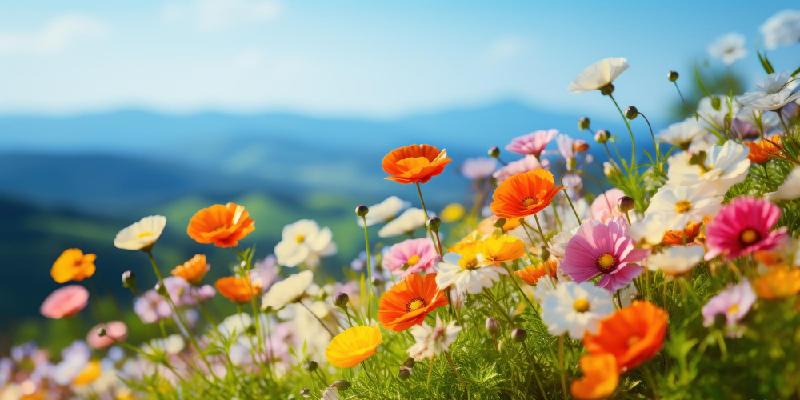 photo d'un champ fleuri