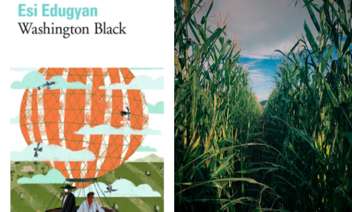 livre washington black + champ canne a sucre